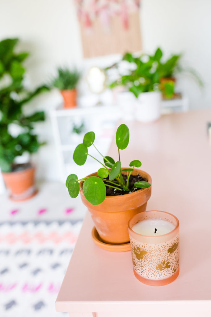 chinese money plant are a great pet friendly plant