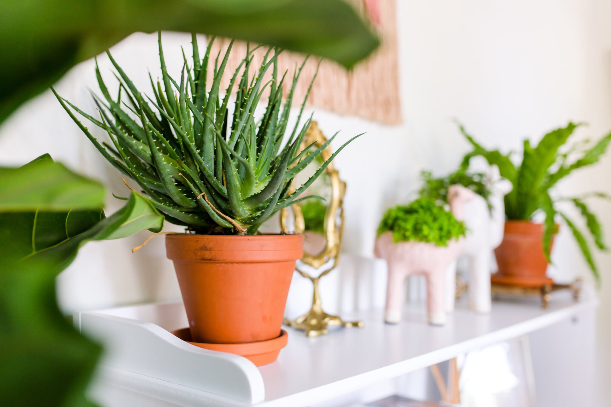 aloe hedgehog plant and anthropologie pots