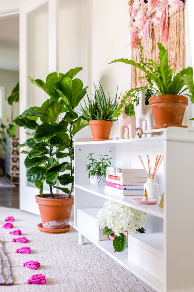 bloomscape plants fiddle leaf fig in home office on white shelves
