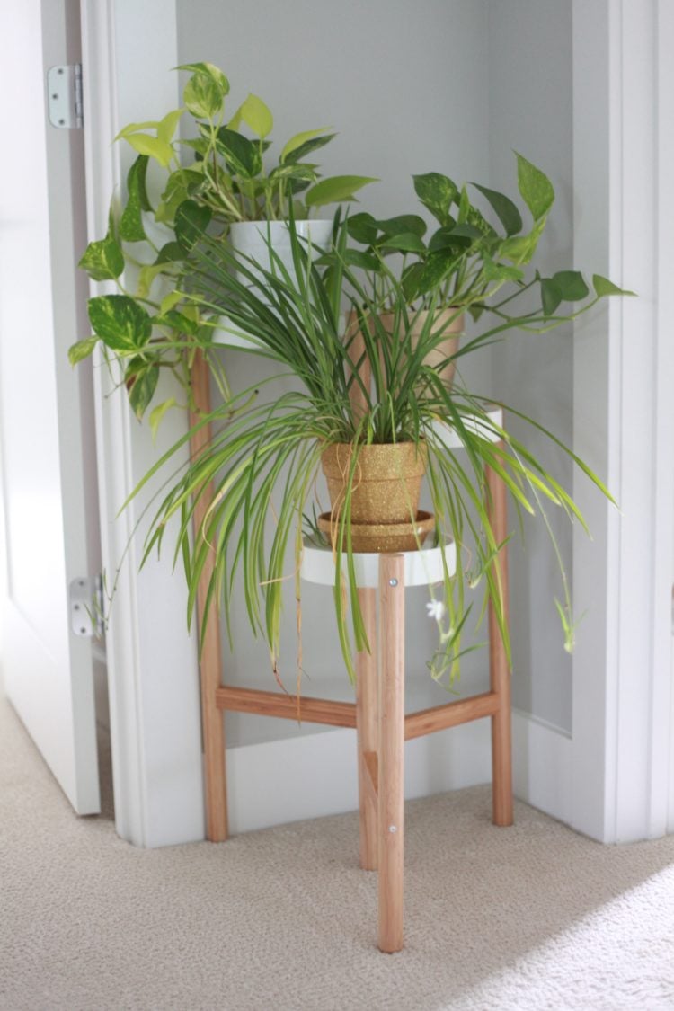 pine plant stands indoor