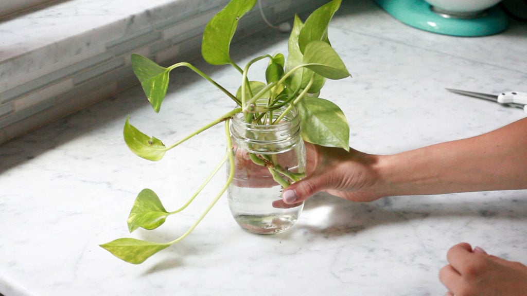 pothos plant clippings in water