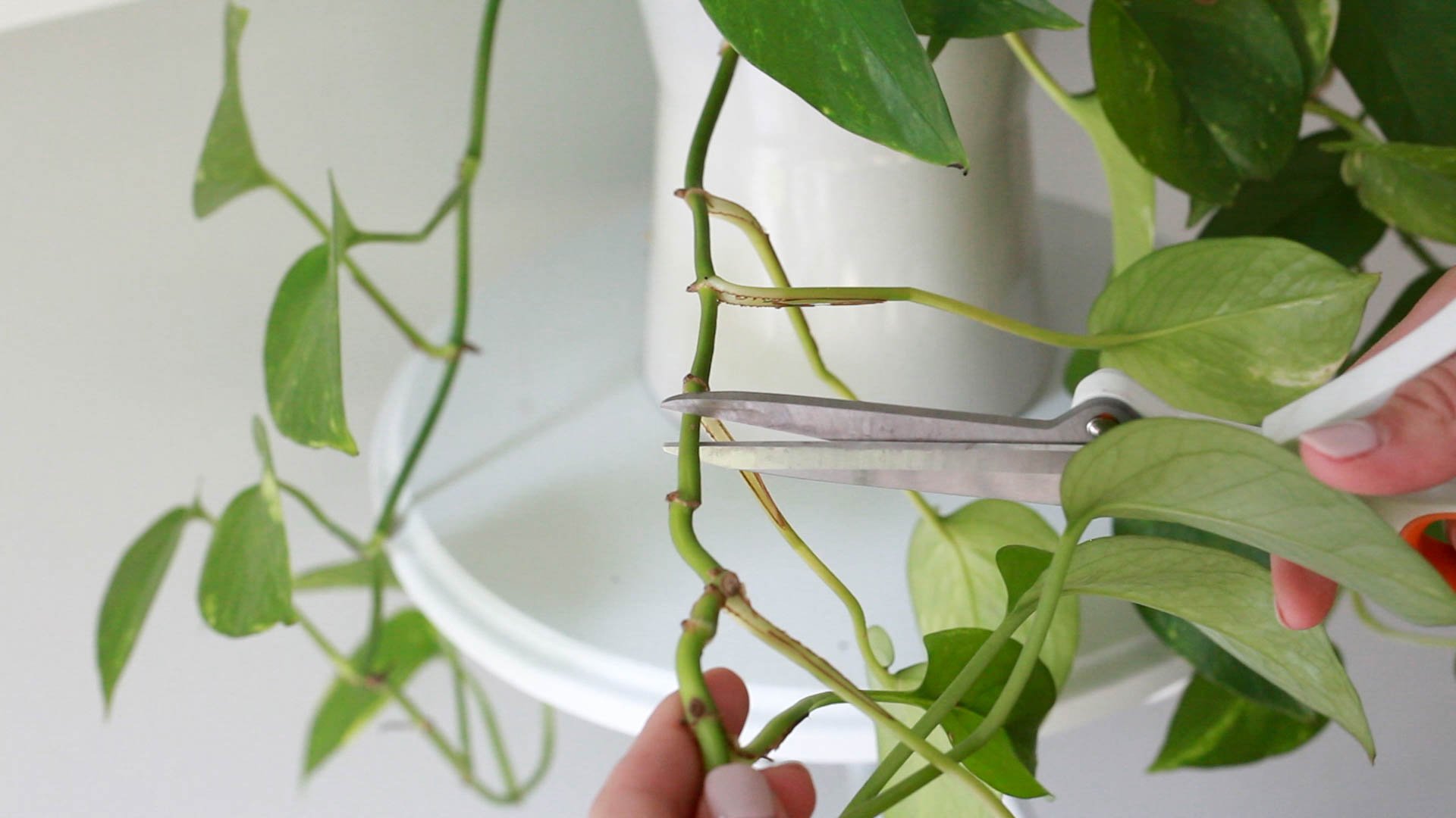 How to Grow, Care for and Propagate a Pothos Plant (+ Video) - Paisley