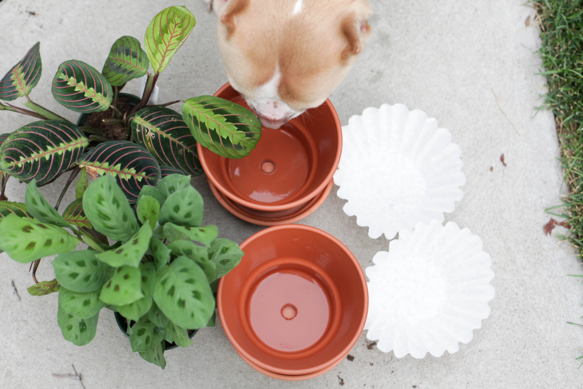 use a coffee filter in the bottom of your terracotta pot (1 of 8)