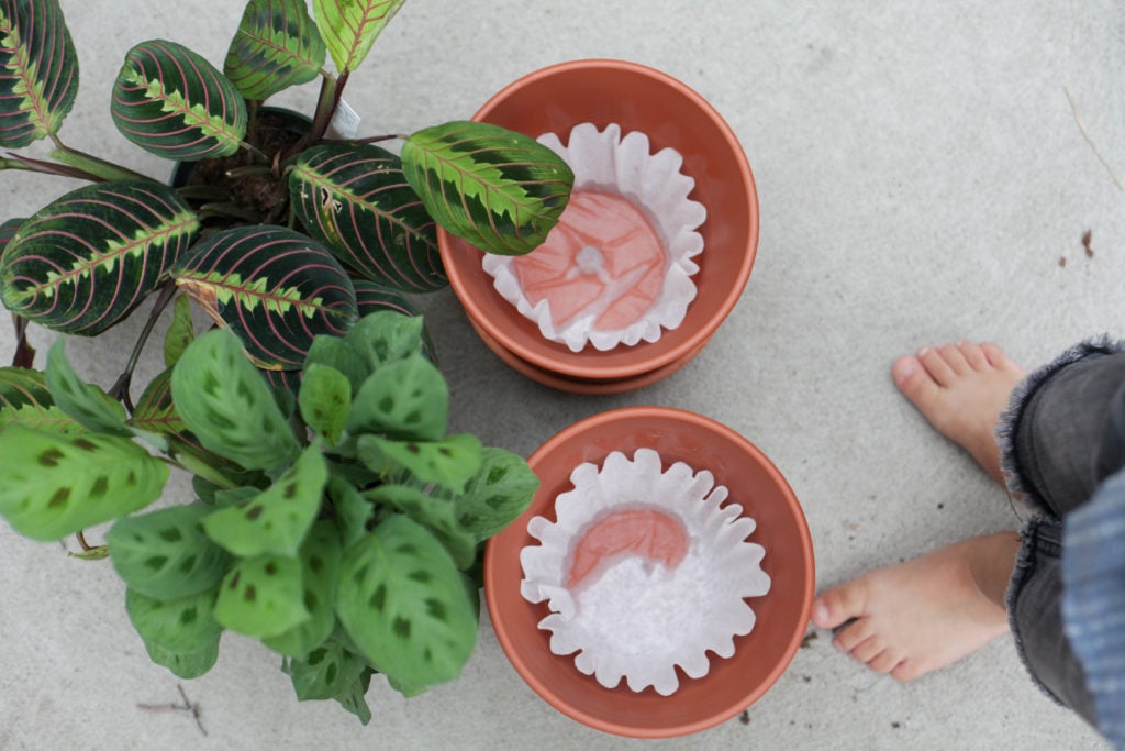3 Things You Must Do When Using Terracotta Pots Paisley & Sparrow