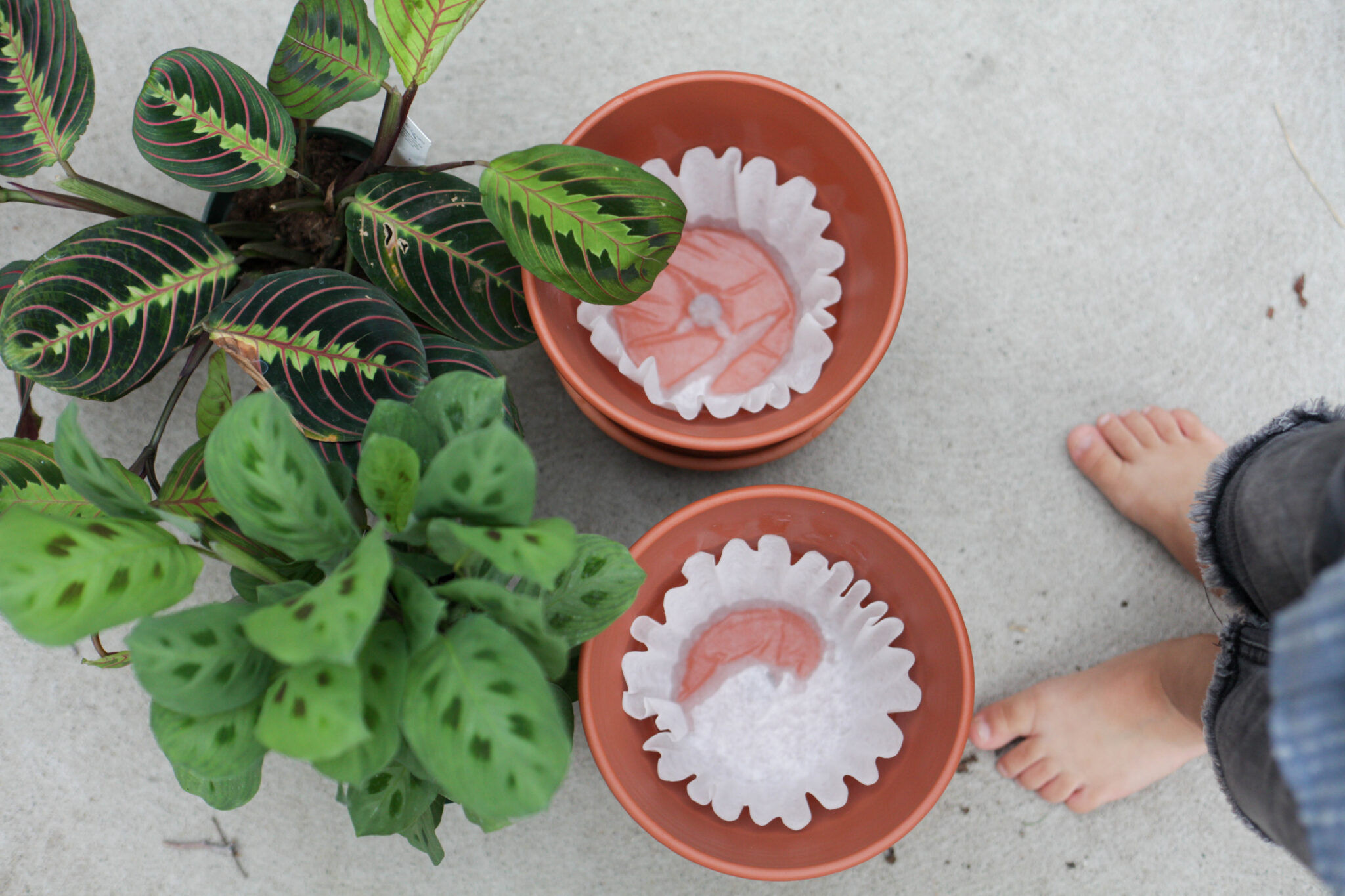 use a coffee filter in the bottom of your terracotta pot (2 of 8)