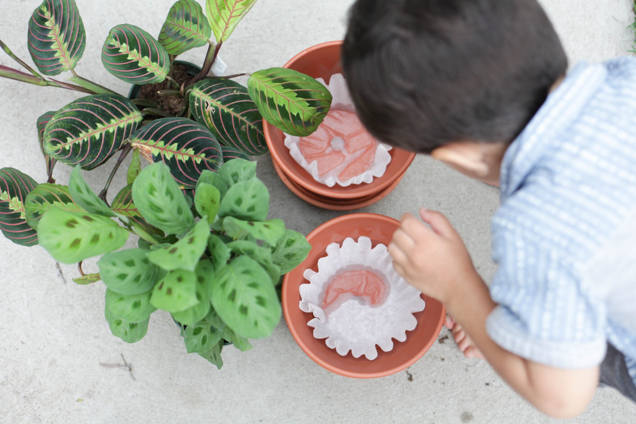 use a coffee filter in the bottom of your terracotta pot (2 of 8)