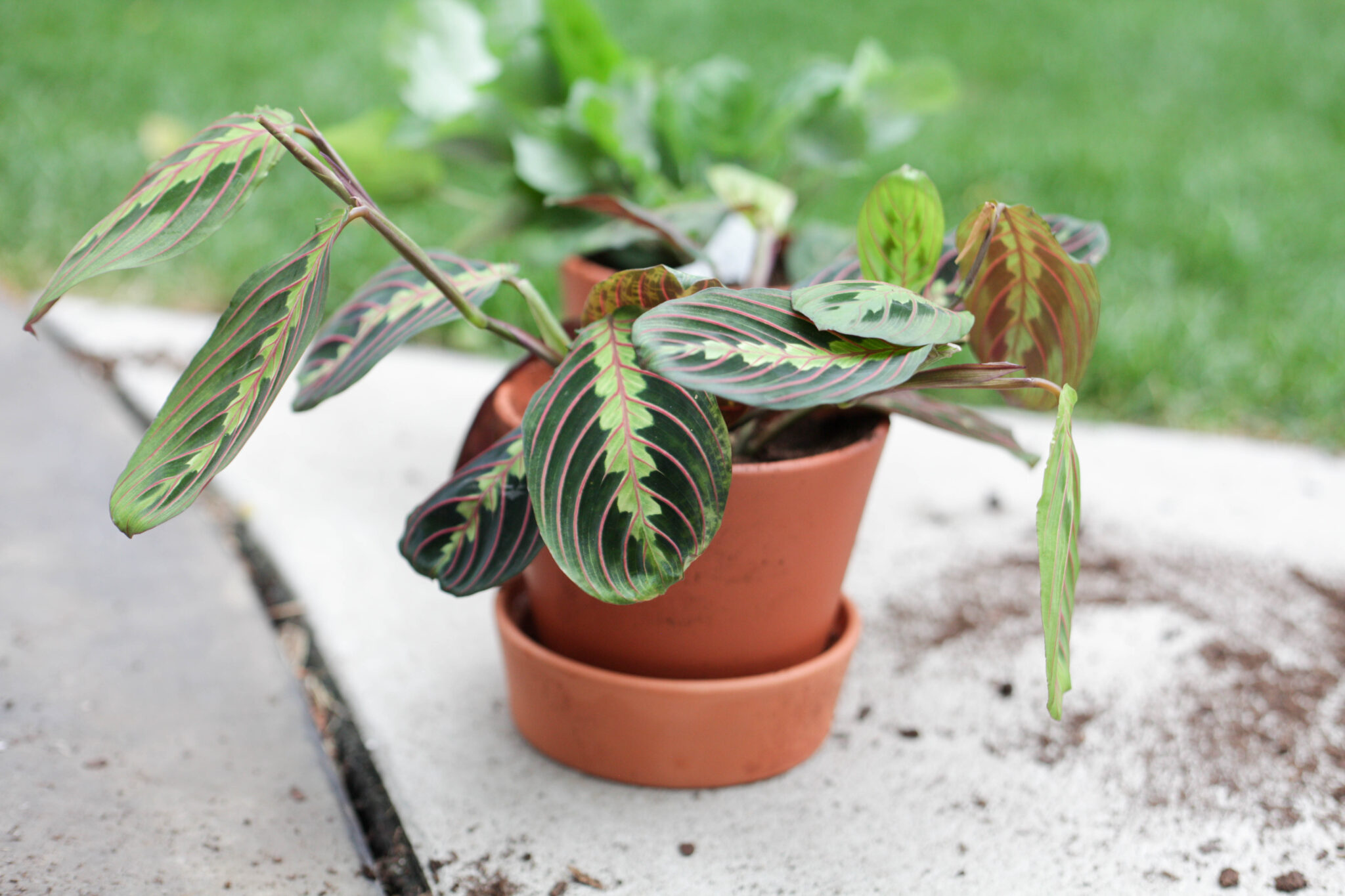 use a coffee filter in the bottom of your terracotta pot (2 of 8)