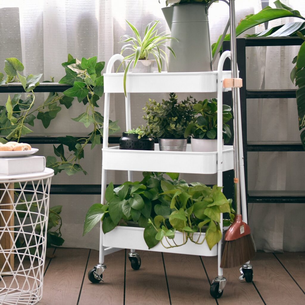 plant rack indoor