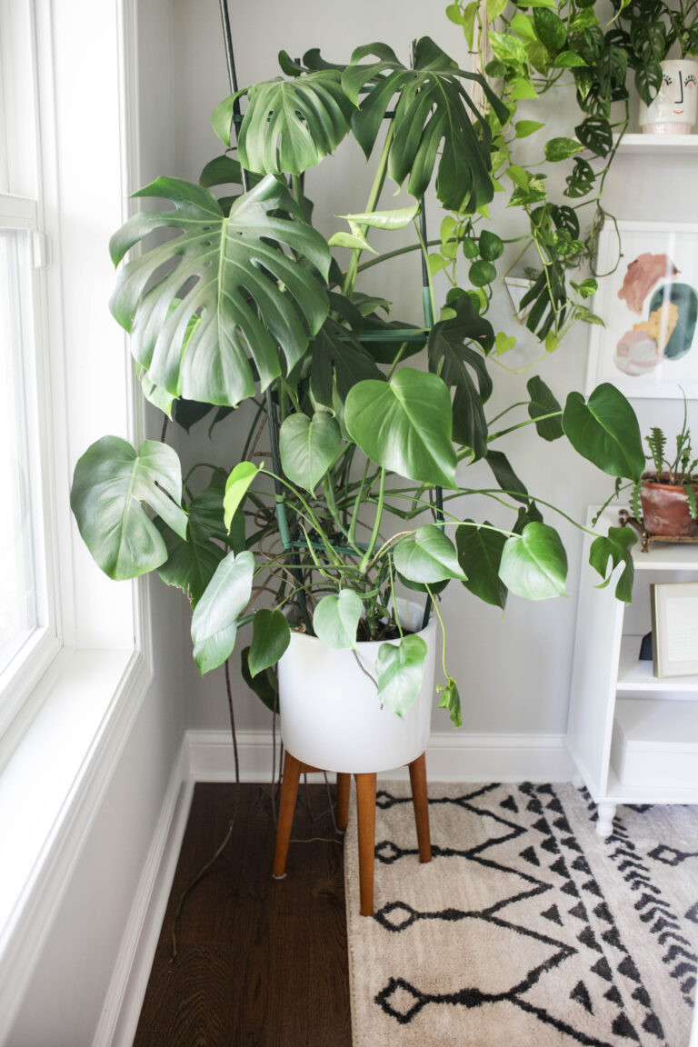 10 Amazing Indoor Plant Stand Ideas for Every Type of Home - Paisley ...