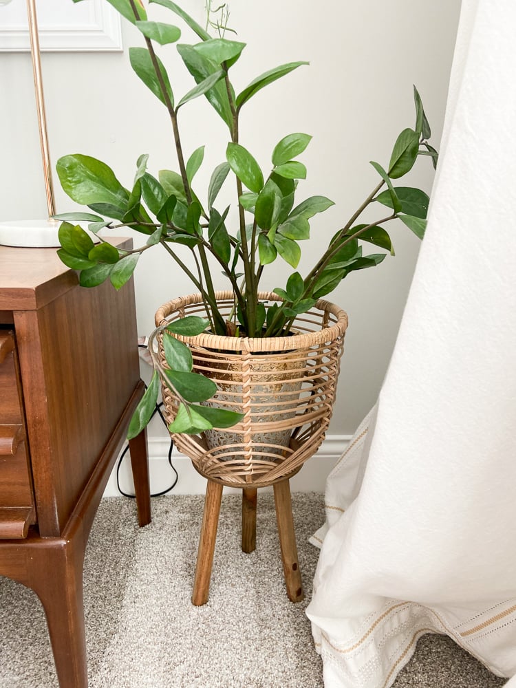 Zz plant in rattan plant stand.