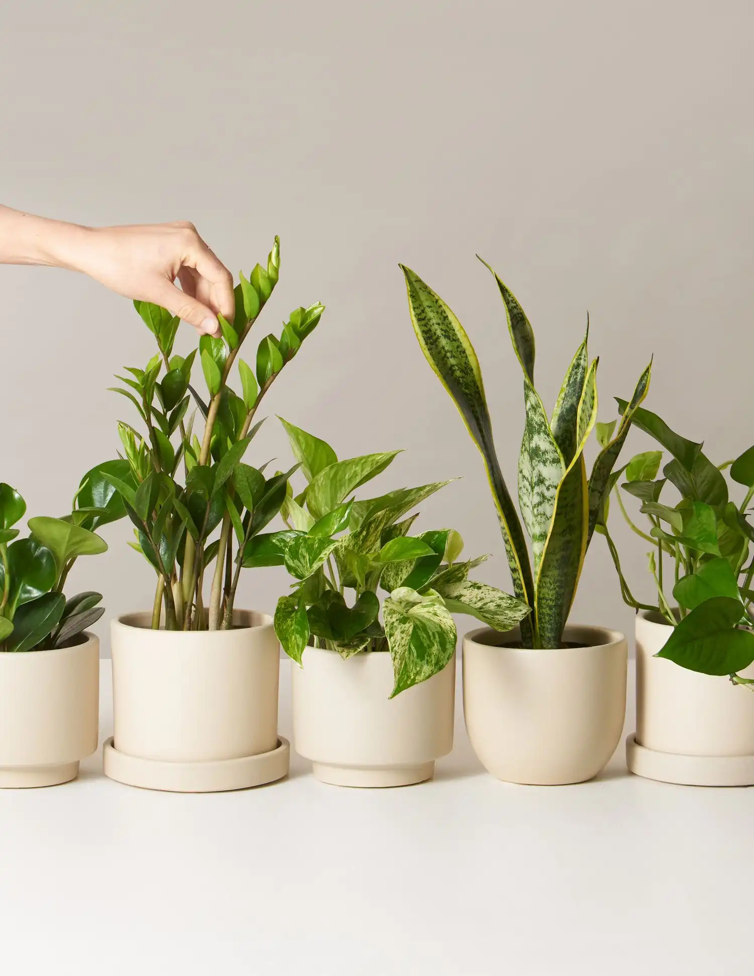 Low Light Plants: Monthly Subscription