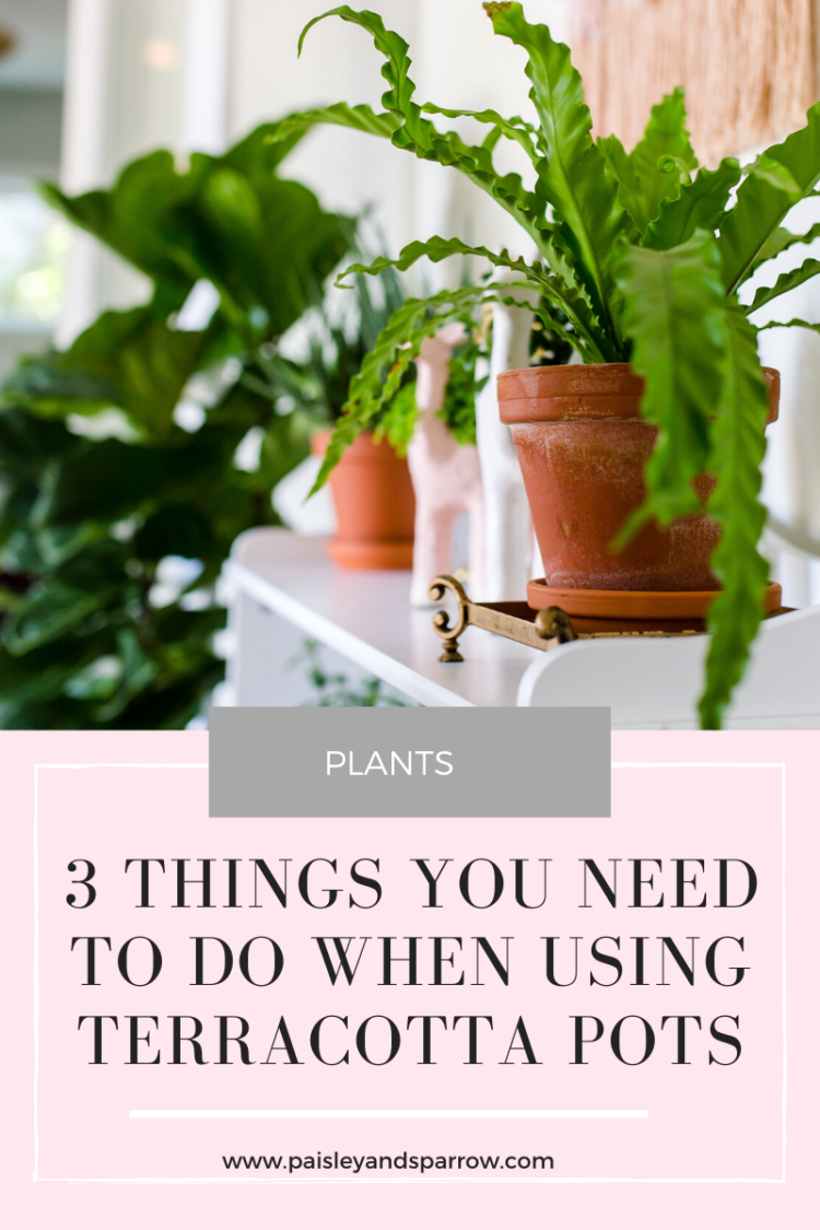 3 Things You Must Do When Using Terracotta Pots - Paisley &amp; Sparrow