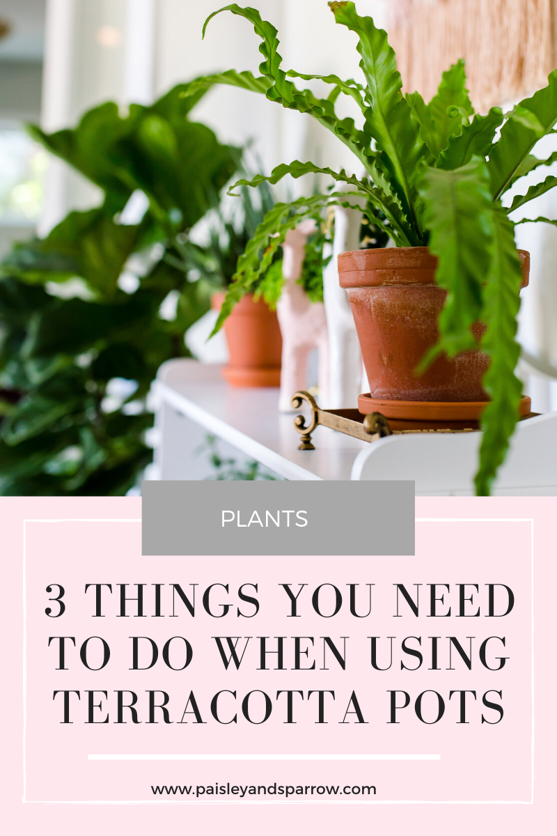 https://paisleyandsparrow.com/wp-content/uploads/2019/12/3-things-you-need-to-do-when-using-terracott-pots.png