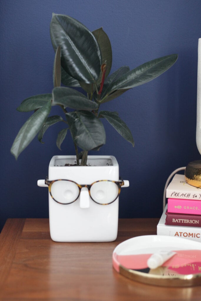 Rubber plant in face vase that holds glasses