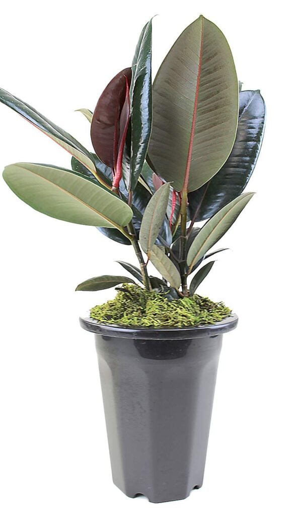 Rubber plant