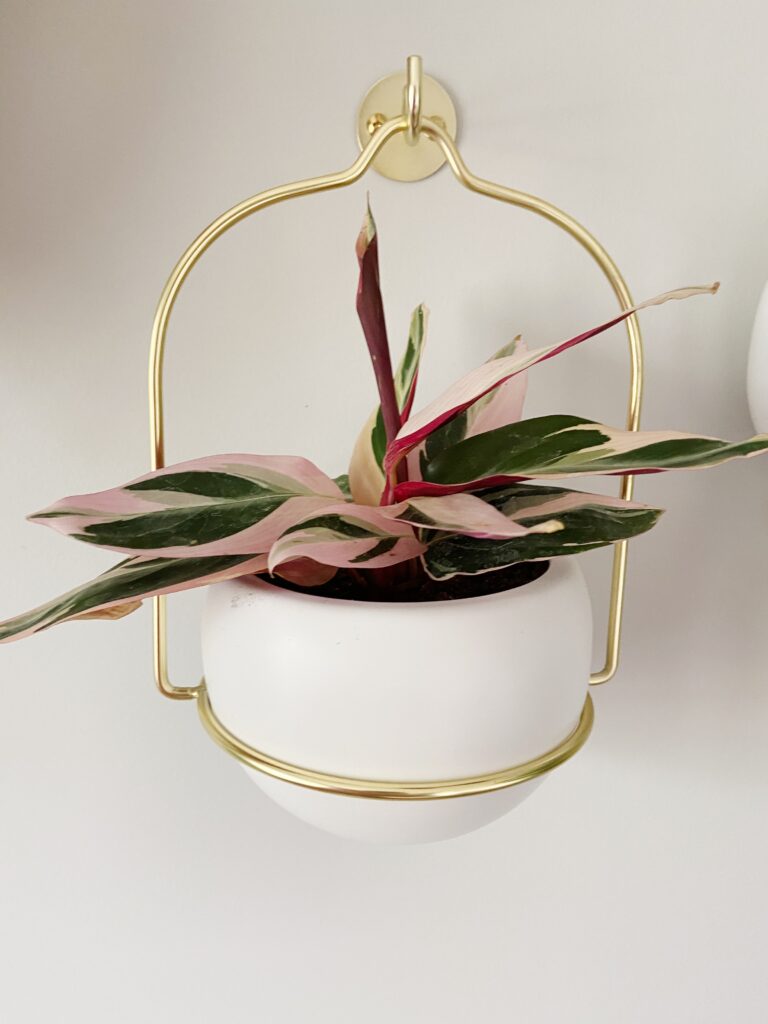 Hanging pot with plant