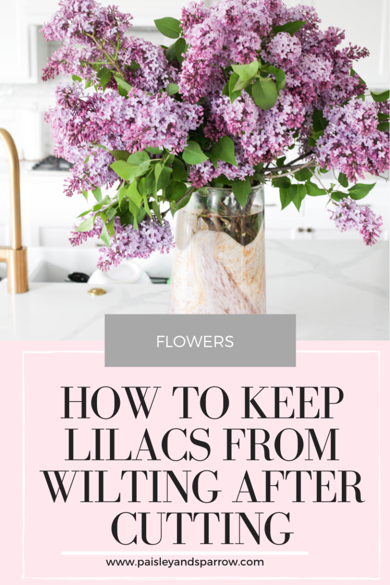 how-to-keep-lilacs-from-wilting-after-cutting-paisley-sparrow