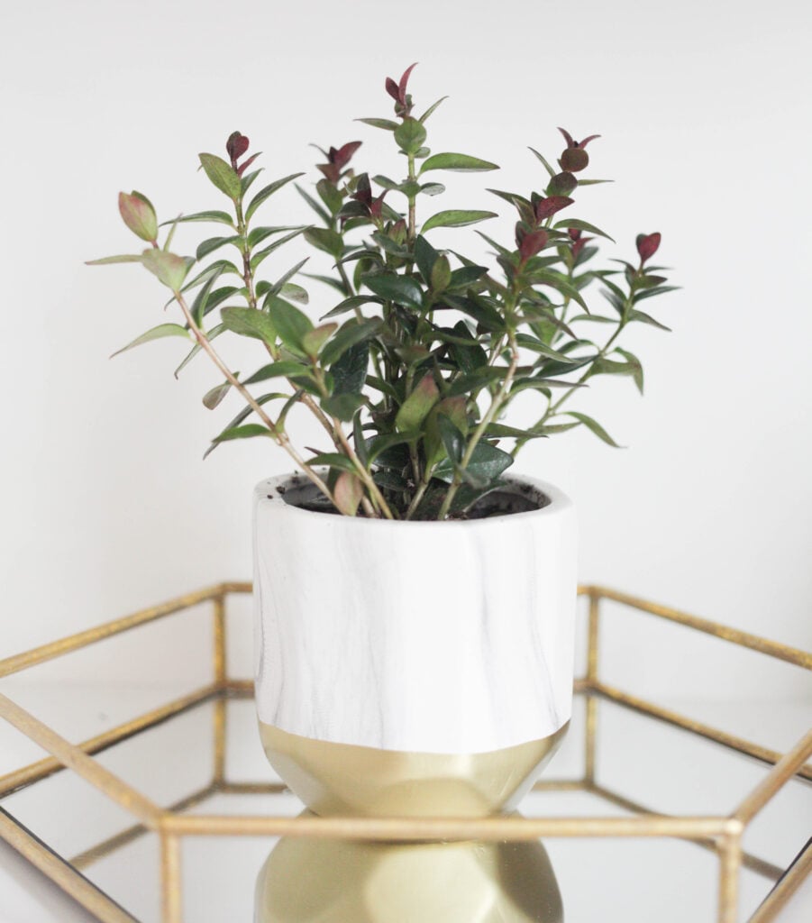 Plant in white and gold pot on gold mirrored tray