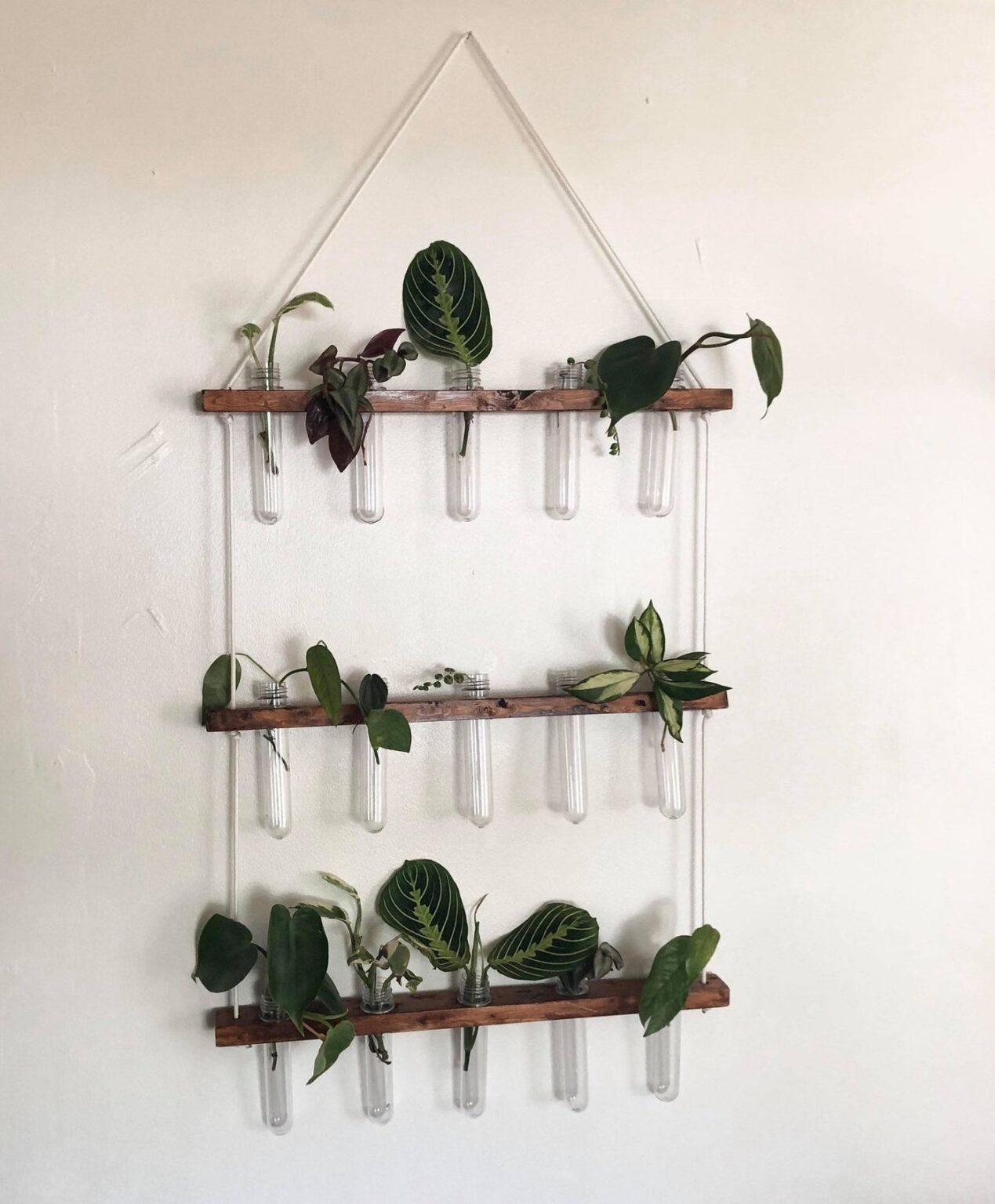 11 Plant Propagation Stations for All Budgets - Paisley & Sparrow