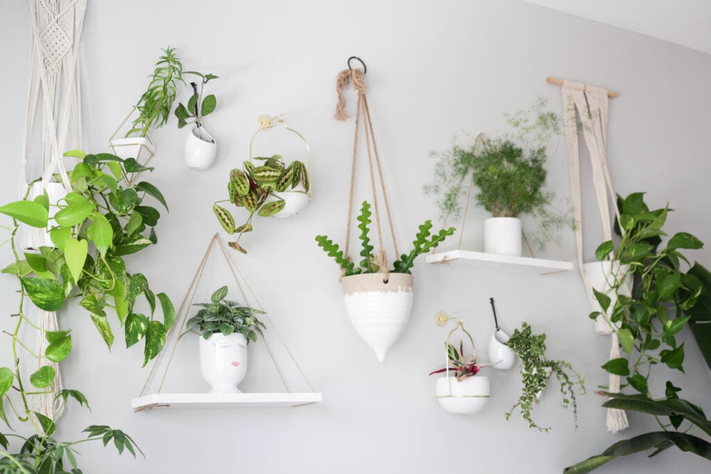 Plant wall