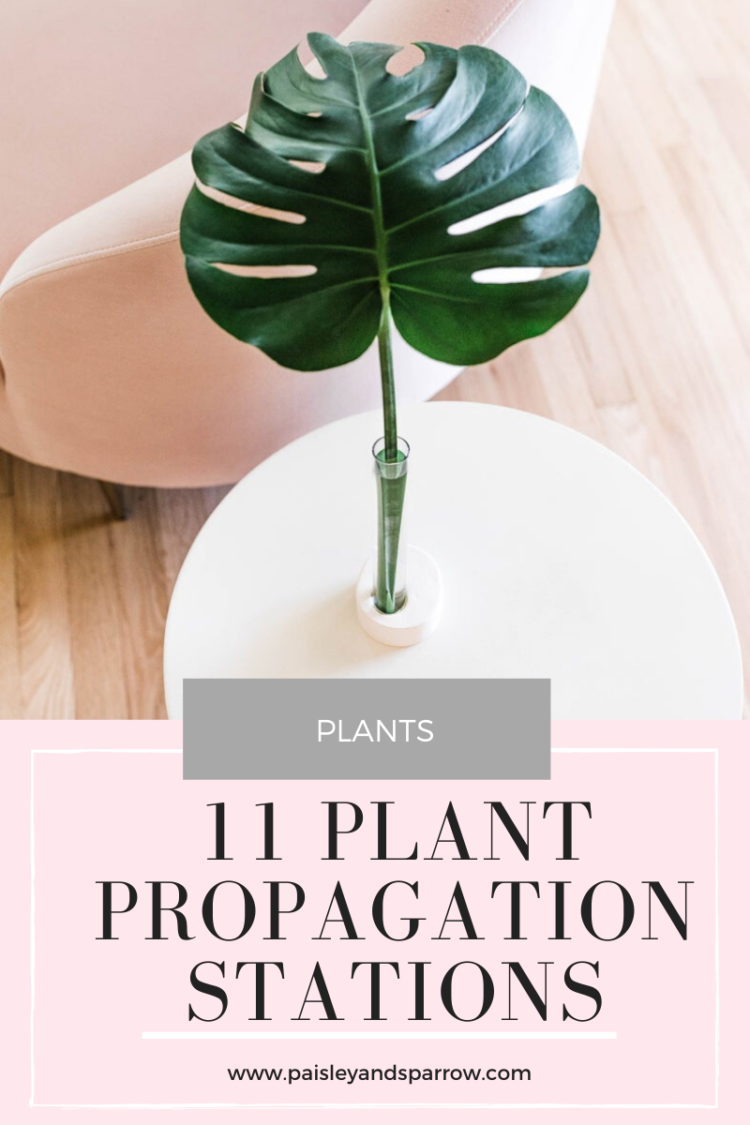 11 Plant Propagation Stations for All Budgets Paisley & Sparrow