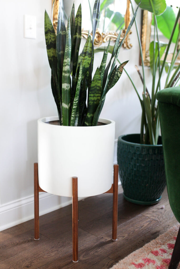 Snake plant in white and wood plant stand