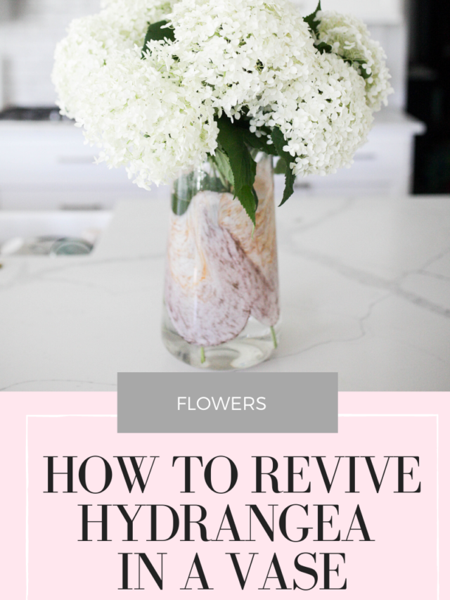 5 Ways to Revive Hydrangea