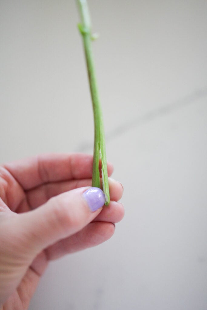 Split the stem to encourage water to reach the blooms