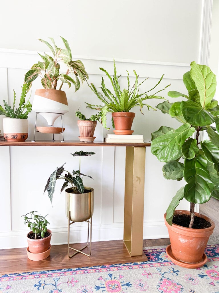 console table with plants