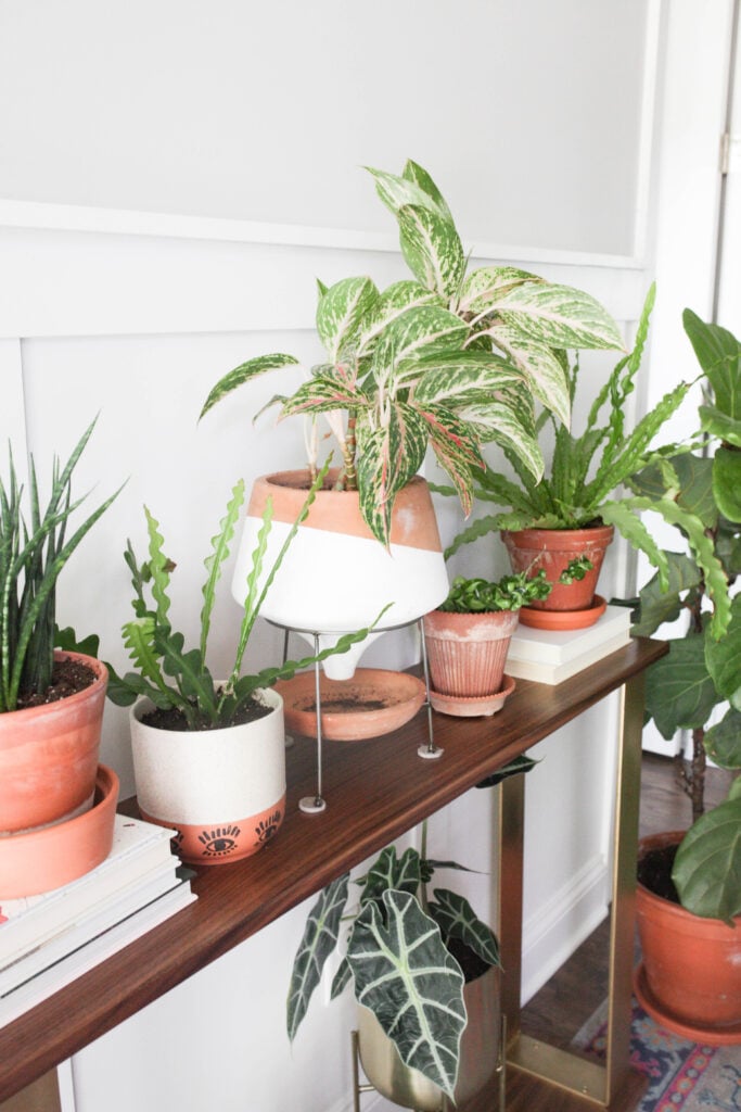 Plants on console table