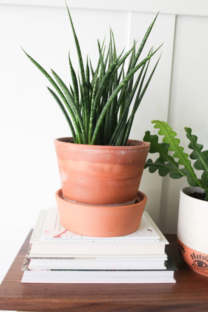 Terracotta vs. Ceramic Pots: Which is Better for Your Houseplants?