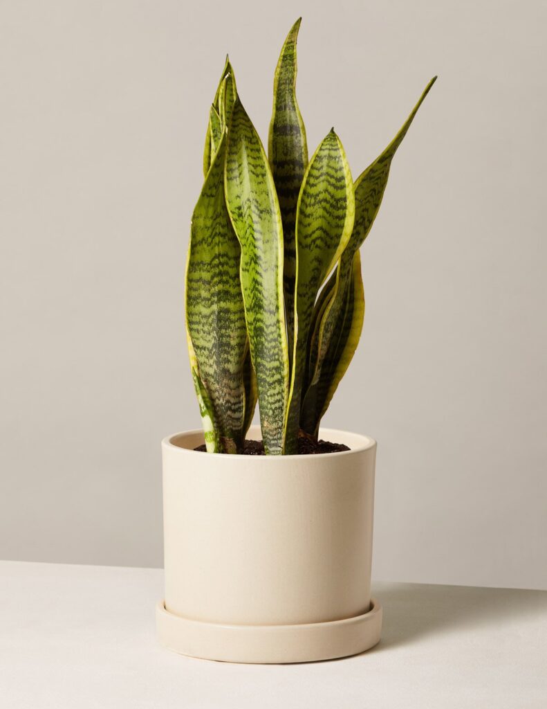 Snake plant in cream color pot