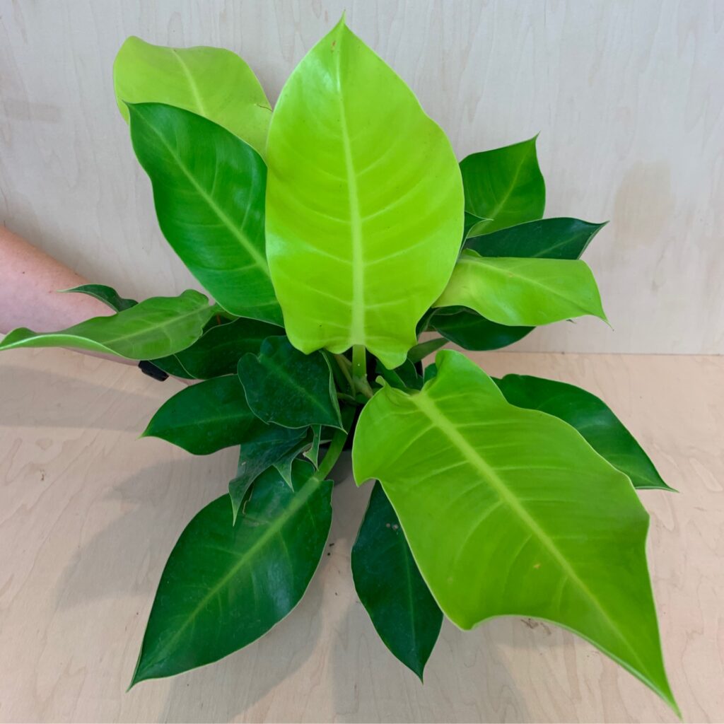 Philodendron plant