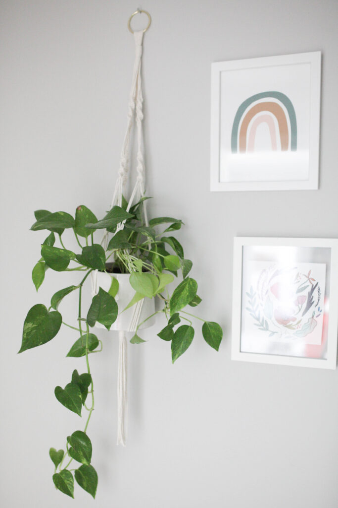 Hanging plant
