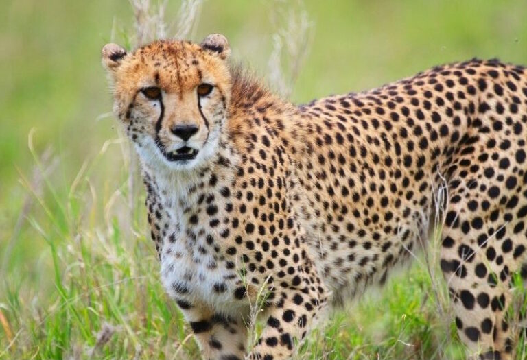 Cheetah vs. Leopard Print What