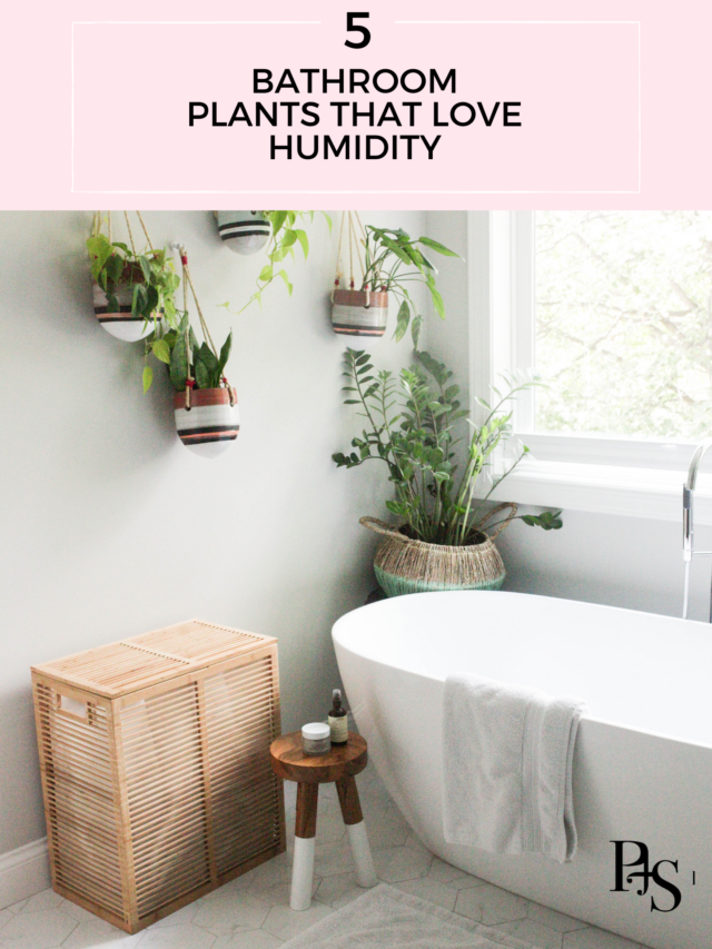 Bathroom Plants That Love Humidity