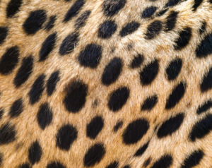 Cheetah vs. Leopard Print | What's the Difference? - Paisley & Sparrow