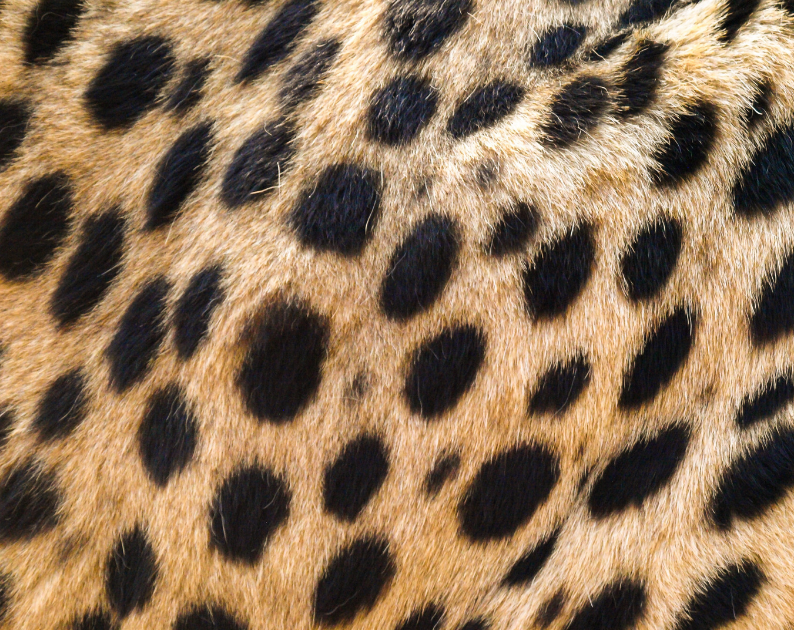 Cheetah Print