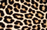 Cheetah vs. Leopard Print | What's the Difference? - Paisley & Sparrow