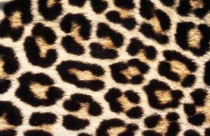 Cheetah vs. Leopard Print What's the Difference? - Paisley & Sparrow
