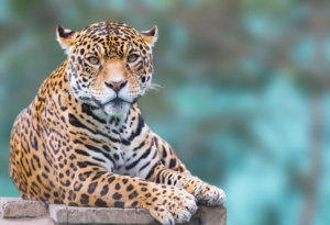 Cheetah vs. Leopard Print What's the Difference? - Paisley & Sparrow