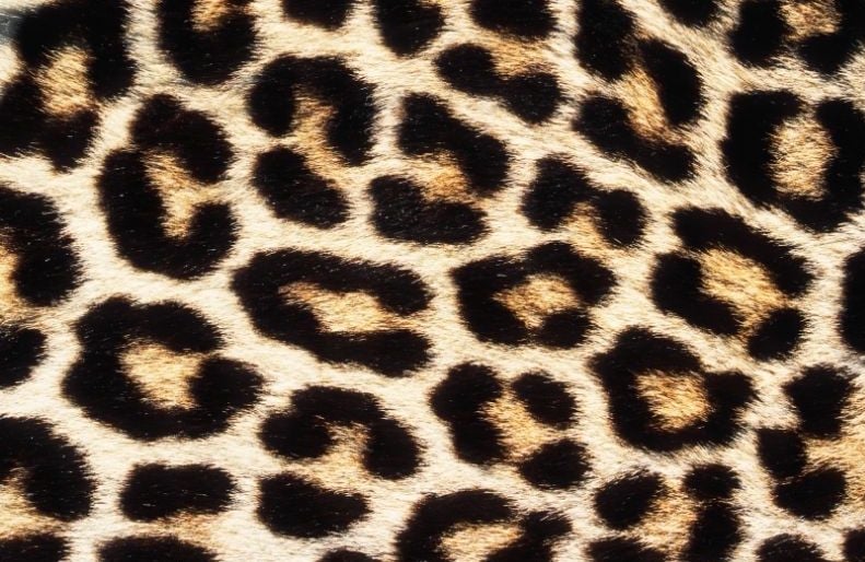 Leopard Print