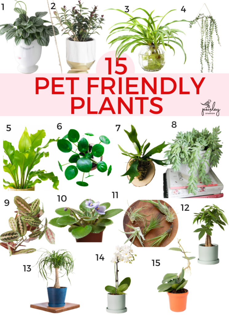 10 Best Low Light Indoor Plants That