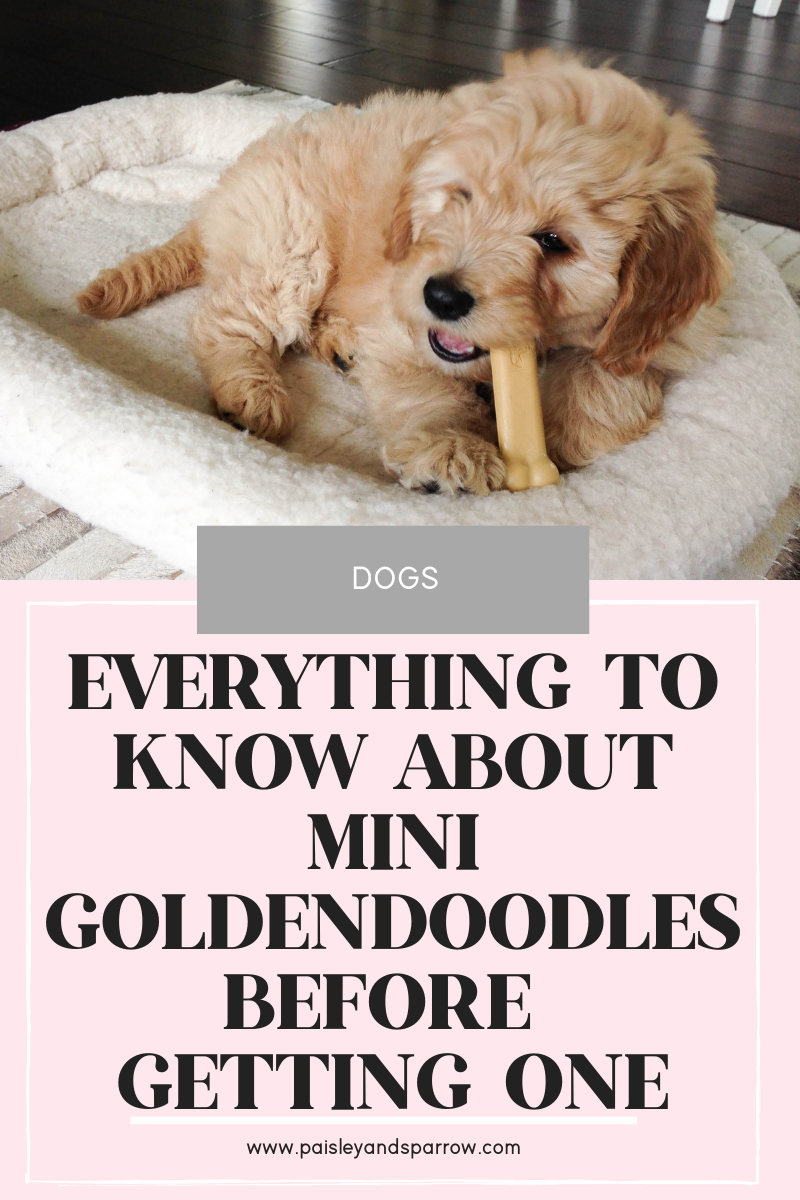 Mini Goldendoodle What to Know, Pros & Cons Paisley & Sparrow