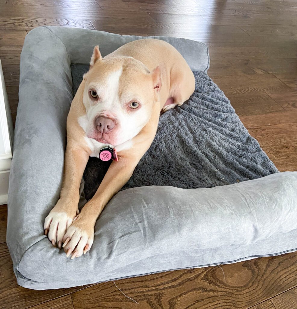 Amazon dog bed