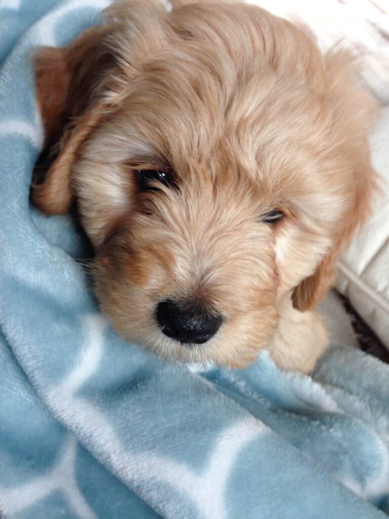 mini goldendoodle