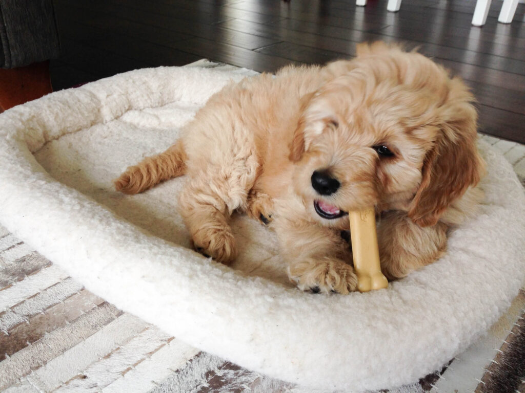 mini goldendoodle on dog bed