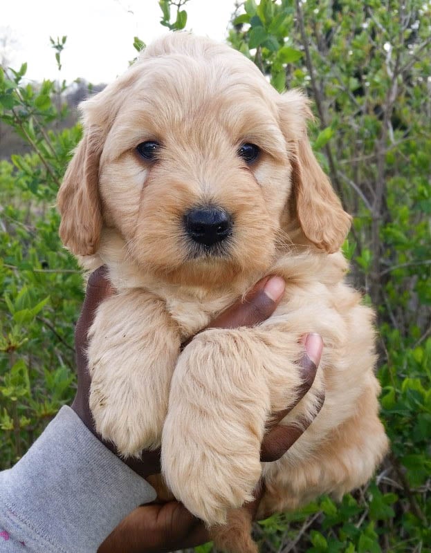 how big will my mini goldendoodle get