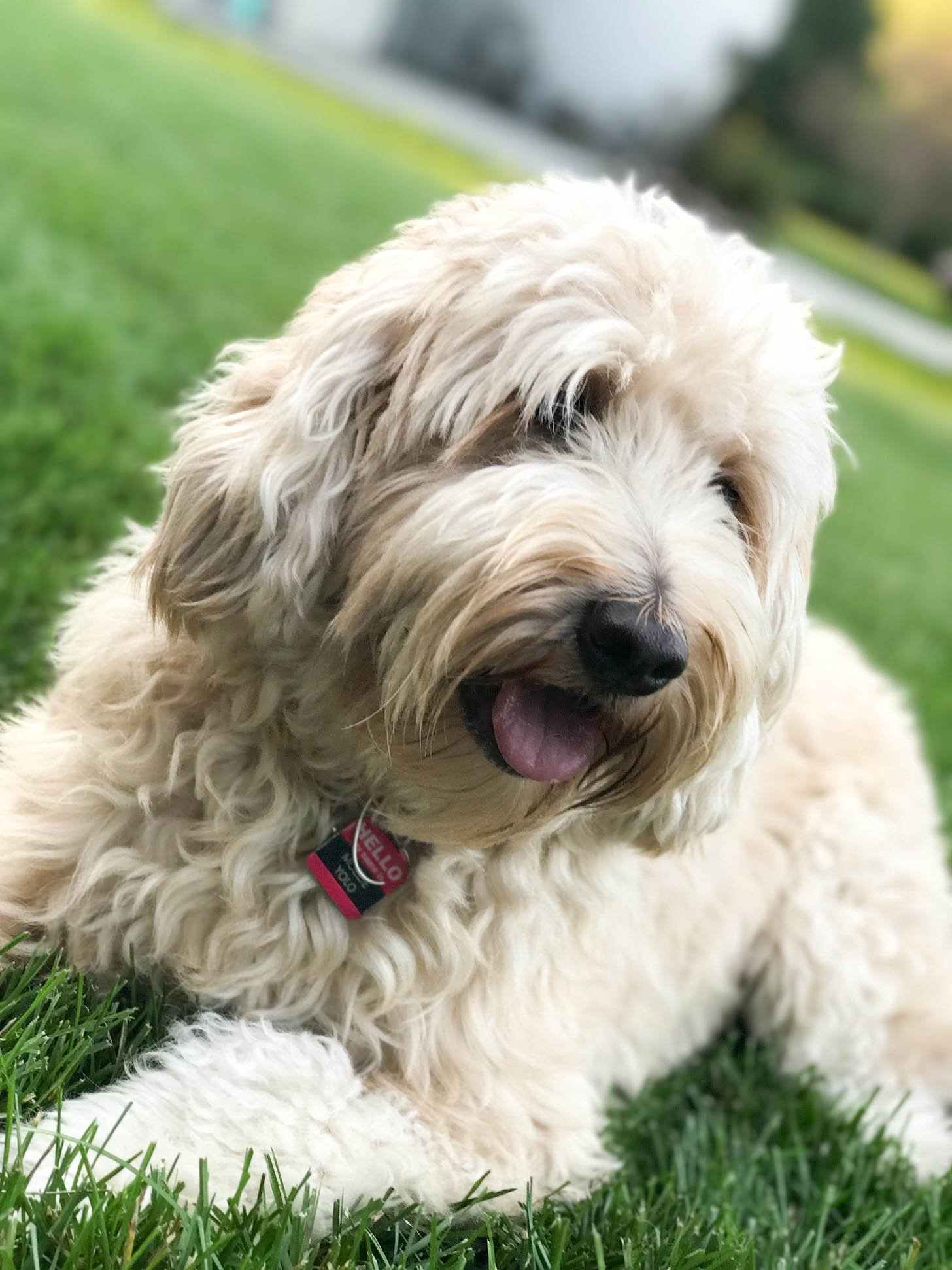 mini goldendoodle