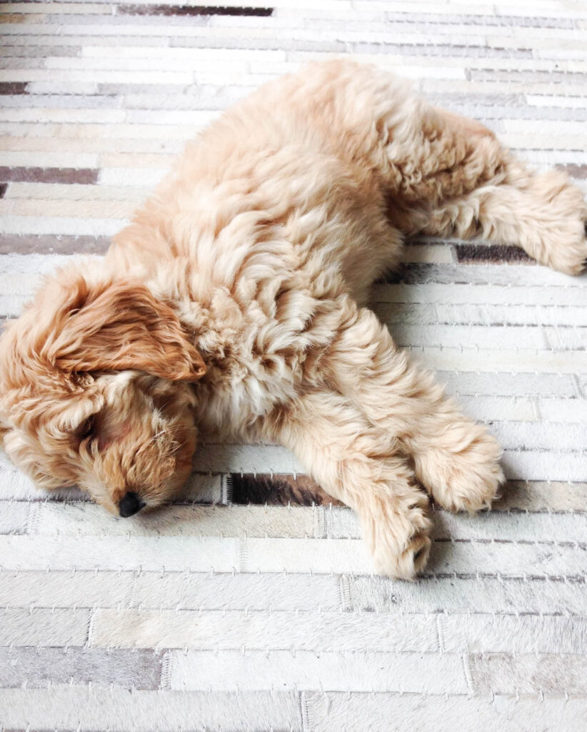 Mini Goldendoodle What You Need To Know Paisley Sparrow